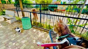 МонаЛиза ВСТРЕТИЛАСЬ с Адой,она еще не знает что дома ее ждёт СЮРПРИЗ!