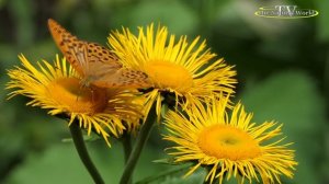 Мудрость 👮 Цитаты 🎥🦋 Tierpark am Röhrensee - Bayreuth💐🍇🌹🌸🦋