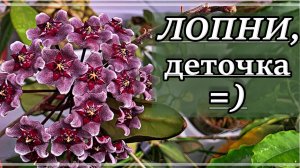 Большой Обзор ЦВЕТУЩИХ ХОЙ, Орхидей и Антуриумов. Хойи цветут ЗИМОЙ?