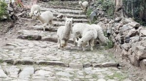 Писак, Куско