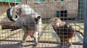 ОБМАНУЛИ! ГДЕ ДЕЛИКАТЕСЫ? Елисей и Лида в недоумении! Ветер влияет на животных, как на людей?