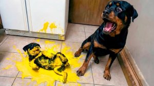 NEW! BRAIN TIME.  СОБАКИ ВПЕРВЫЕ СТАЛИ РОДИТЕЛЯМИ. САМЫЕ СМЕШНЫЕ МОМЕНТЫ!