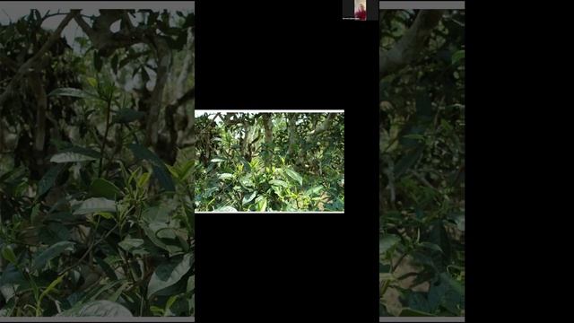 Масло чайного дерева. Красота смотреть онлайн