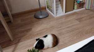 моё первое видео.Факты о морских свинках которые вы должны знать