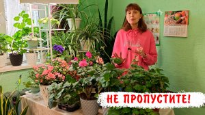 Не пропустите время черенкования и обрезки пеларгонии! Как я сохраняю пеларгонии, когда черенкую?