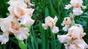 КЛУМБЫ ИЮНЯ-2024 у многоэтажек в Омске