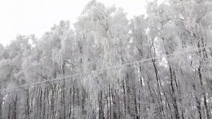 Прогулка на машине 🚗 Деревья сказочной красоты ❄️