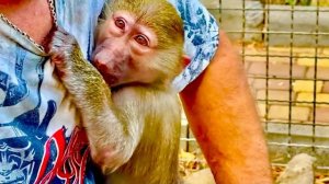 Манечка ревнует малышку Тосю и к Степашке и к папе Владу)