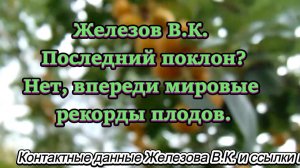 Железов В.К. Последний поклон? Нет, впереди мировые рекорды плодов.