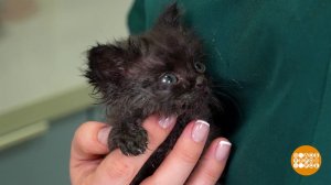 Котенок, будь как дома! Доброе утро. Фрагмент выпуска от 24.02.2026