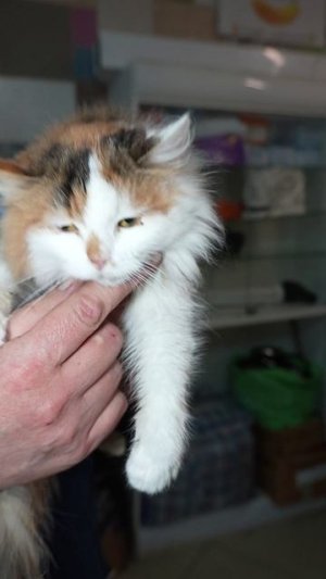 Кошка Розалия ищет дом