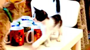 Мама МонаЛиза настойчиво пытается увести котят и носушат и показать им мир Тайгана)))