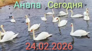 Анапа Сегодня 24.02.2026
