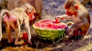 Денис купил всем обезьянкам арбузы, посмотрите как Маня,,Тося и носухи  стали делить арбуз)