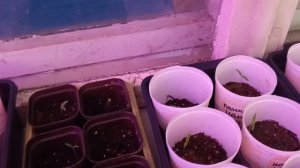 Февраль,время хлопотное, рассада перцев,помидор и цветов