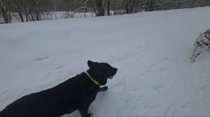 Утренняя разминка- плоды спортивного курса "С собакой на лыжах".