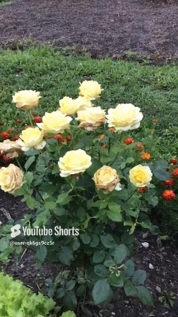 Ленобласть. Хвойное. 24.08.2024. Цветы на даче. Роза капучино кремовая