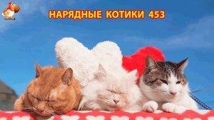 Нарядные Котики расслабляются на солнышке 🌞 🐈🐈🐈 (453)