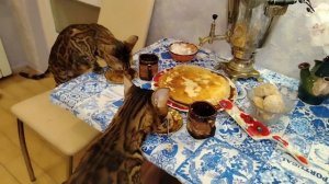 Конкурс Масленица. Алис-Бриллиант. Инна