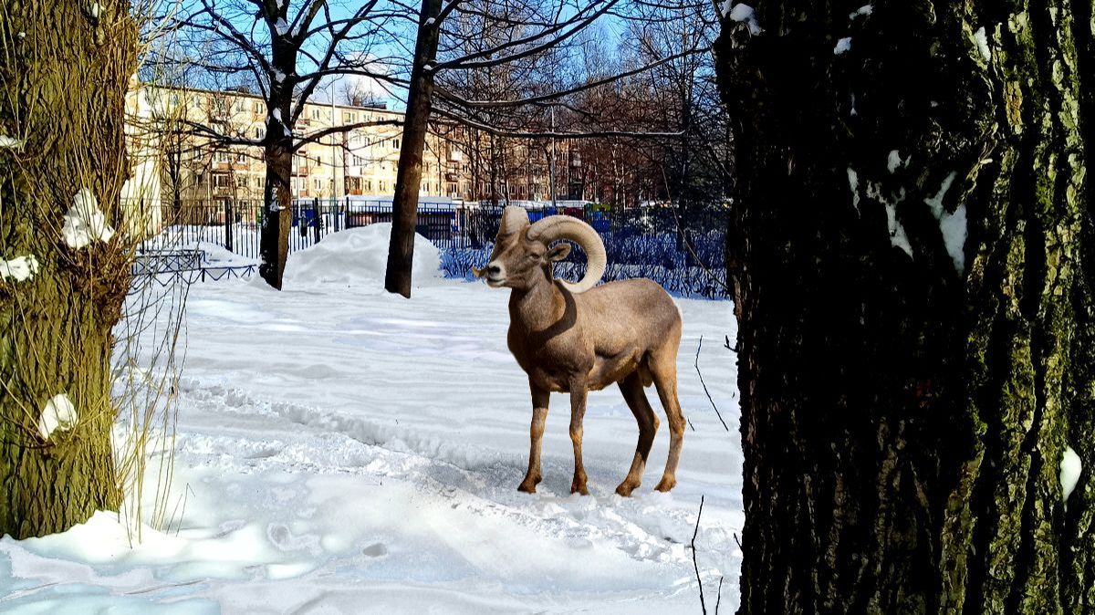 Солнечно ( 23 февраля )
