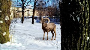 Солнечно ( 23 февраля )