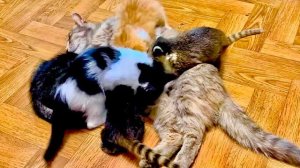 Я привела детям маму кошку, а то они эту ЗВЕЗДУ скоро в  лицо забудут)))