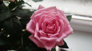 Как сохранить розу, купленную в горшке. Комнатные розы.Горшечная роза - инструкция по уходу