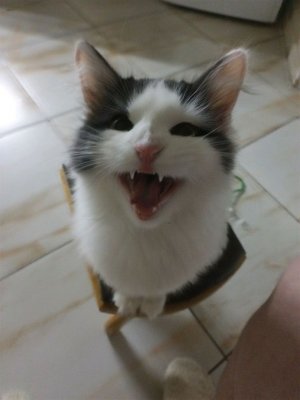 видное, северный 19