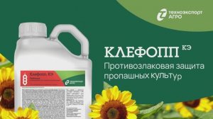 Клефопп — противозлаковая защита в посевах пропашных культур