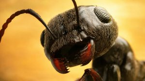 Ant Legion PNS BOT_«Мудрость муравьёв: Тетрамино»