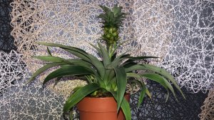 Комнатный карликовый Ананас! Съедобный, миниатюрный, не колючий!