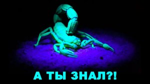 Террариум для скорпиона. СКОРПИОН СВЕТИТСЯ В ТЕМНОТЕ. Играем со скорпионом, берем на ручки.