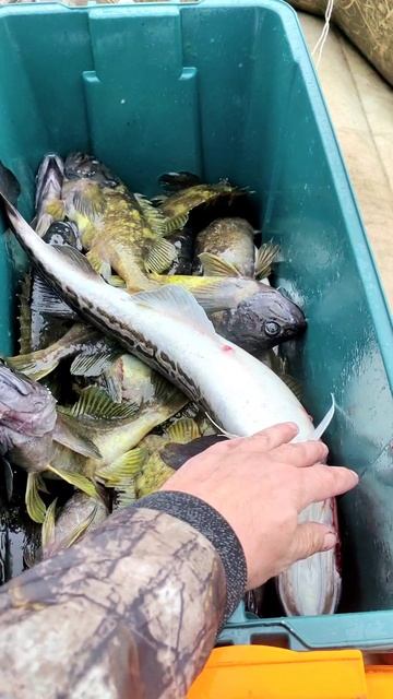 минтай в море на удочку