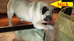 Ник в ярости