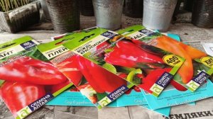 ПИКИРУЮ ОСТРЫЙ ПЕРЕЦ 🌶️ И ПОСЕЯЛА СЛАДКИЙ ПЕРЧИК .