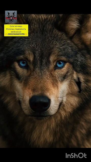 цытаты смотреть онлайн