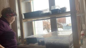 Стеллаж занесли домой и поставили на подоконник. Растишкам теперь удобно.