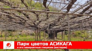 ЯПОНИЯ из окна поезда эп14: парк цветов АСИКАГА и его невероятные глицинии (вистерии)