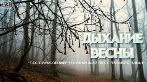 31-Дыхание весны. Лес приведений.Мамайский лес. Родник Чаша