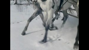 Сказка Морозко. Глава 20. Кони