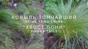 КОВЫЛЬ ТОНЧАЙШИЙ (Stiha Tenuissima) "ХВОСТ ПОНИ"  ("Ponny Tails")