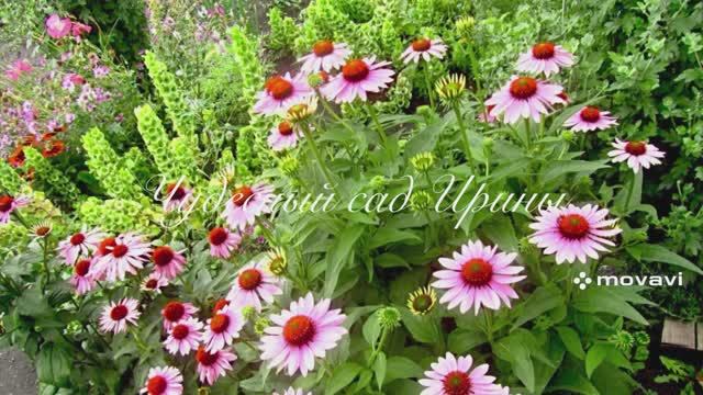 Самый необычный однолетник. Молюцелла