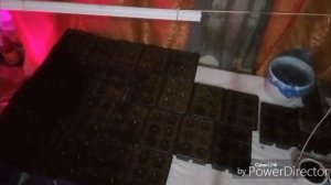 Начали всходить томаты / Булочки от мужа.