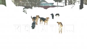 Жительница Заволжья превратила улицу в приют для бездомных собак, и теперь они нападают на прохожих