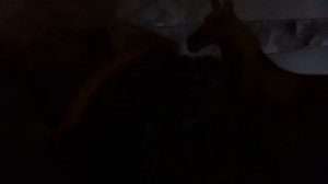 Приключения на озере Лох-Несс 2 часть (лошади Шляйх)