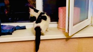 Вы ТОЛЬКО ПОСМОТРИТЕ, кошка Ада посмотрела условия в доме, ОТДАЛА нам котят и СМЫЛАСЬ!