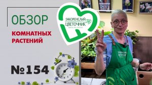 Спатифиллумы, розы, ятрофа, папоротники, орнитогалум, ктенанте, фикусы. Распаковка растений № 154