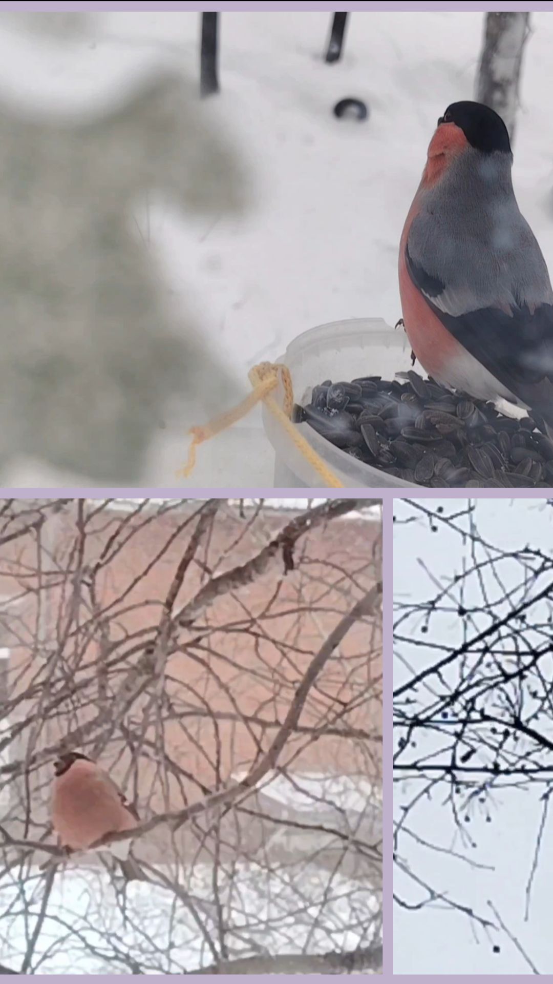 Из жизни малых наших друзей.