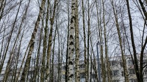 ПРОЕКТ "БАЛАЛАЙКА 7-17".ВСТУПИТЕЛЬНОЕ СЛОВО