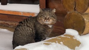 ДНЕВНИК лесного кота БАРСИКА  - февраль 2026